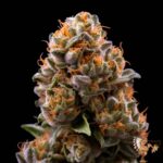 Girl Scout Cookies Hanfstecklinge