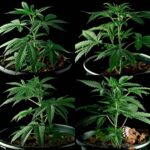 Girl Scout Cookies Hanfstecklinge