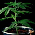 Girl Scout Cookies Hanfstecklinge