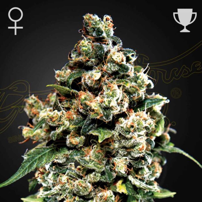 Green House Seeds Jack Herer