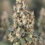 Mendocino Skunk Paradise Seeds