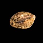 Mendocino Skunk Paradise Seeds