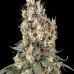 Mendocino Skunk Paradise Seeds