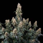 Mendocino Skunk Paradise Seeds