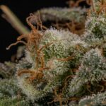 Mendocino Skunk Paradise Seeds