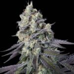 Paradise Seeds Purple Mints Main