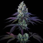 Paradise Seeds Purple Mints Main