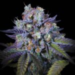 Paradise Seeds Purple Mints Main