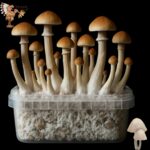 Golden Teacher Magic Mushrooms Growkit