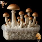 Golden Teacher Magic Mushroom Growkit