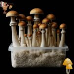 Magic Mushroom Golden Teacher Growkit