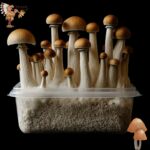 Golden Teacher Magic Mushrooms Growkit