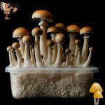Golden Teacher Magic Mushrooms Growkit
