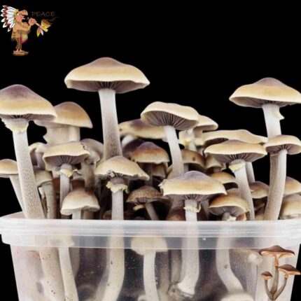 Magic Mushroom Growkit Hawaii