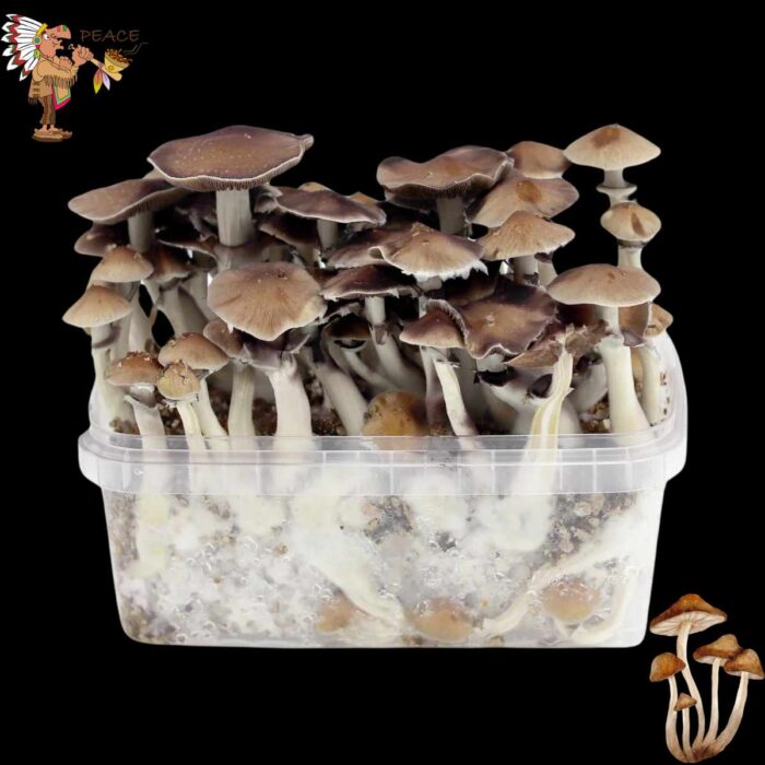 Magic Mushroom Growkit Hawaii