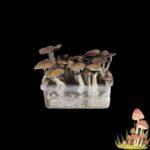 magic-mushroom-grow-box-thai-pilze