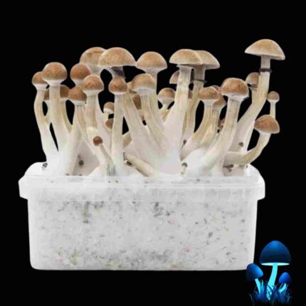 Magic Mushroom Growbox Thai