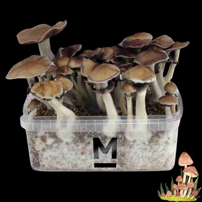 magic mushroom growbox thai zauberpilze