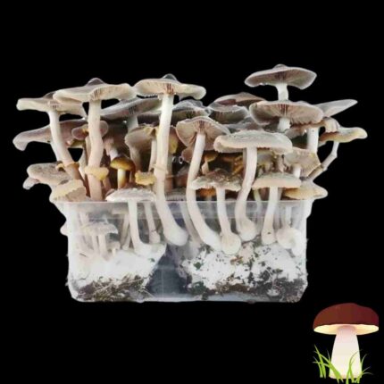 Magic Mushroom Growkit Hawaii