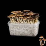 McKennaii Mushroom Growkit