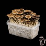 McKennaii Mushroom Growkit