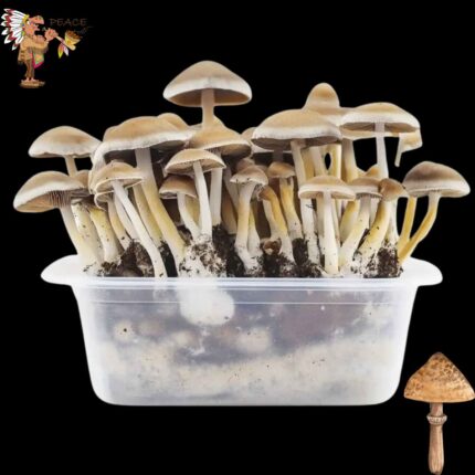 Magic Mushroom McKennaii Growkit