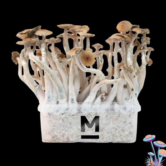 Magic Mushroom McKennaii