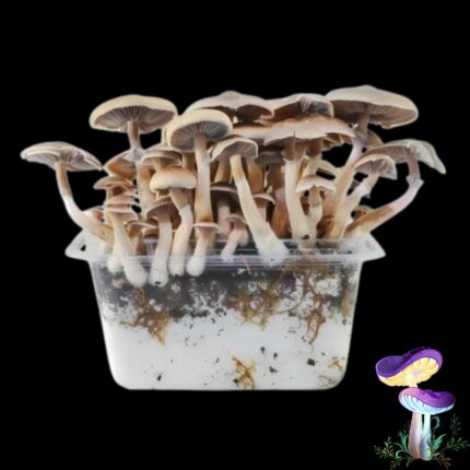Magic Mushroom McKennaii Growkit - Zauberpilz