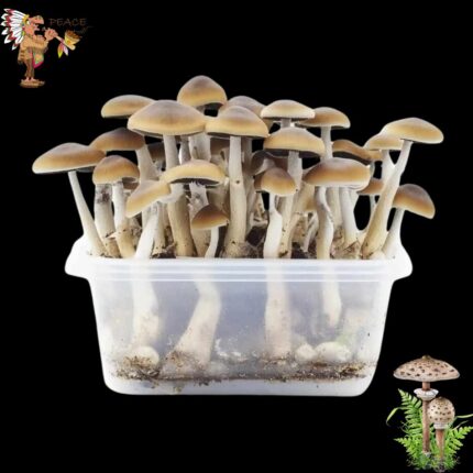 Magic Mushrooms McKennaii Growkit
