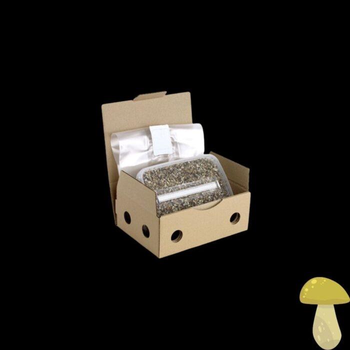 mushroom-grow-box-mc-kennaii