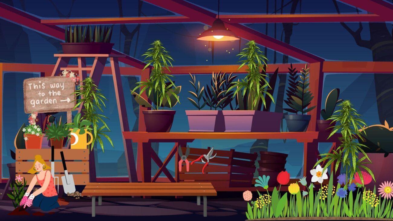 Growshop - Hanfpflanze Homegrowing