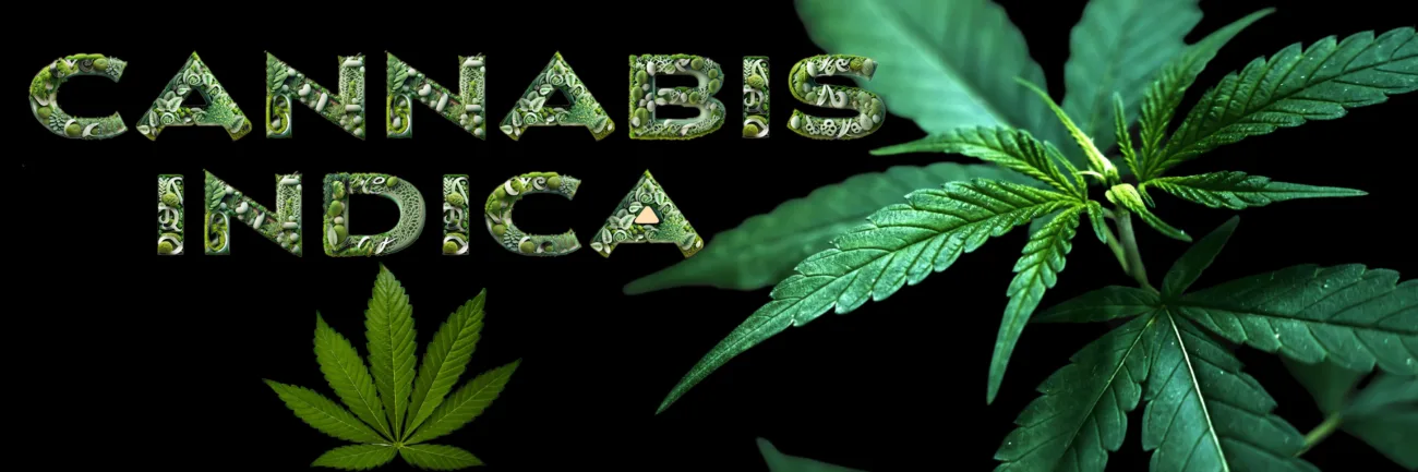 Cannabissorte: Indica Pflanzen