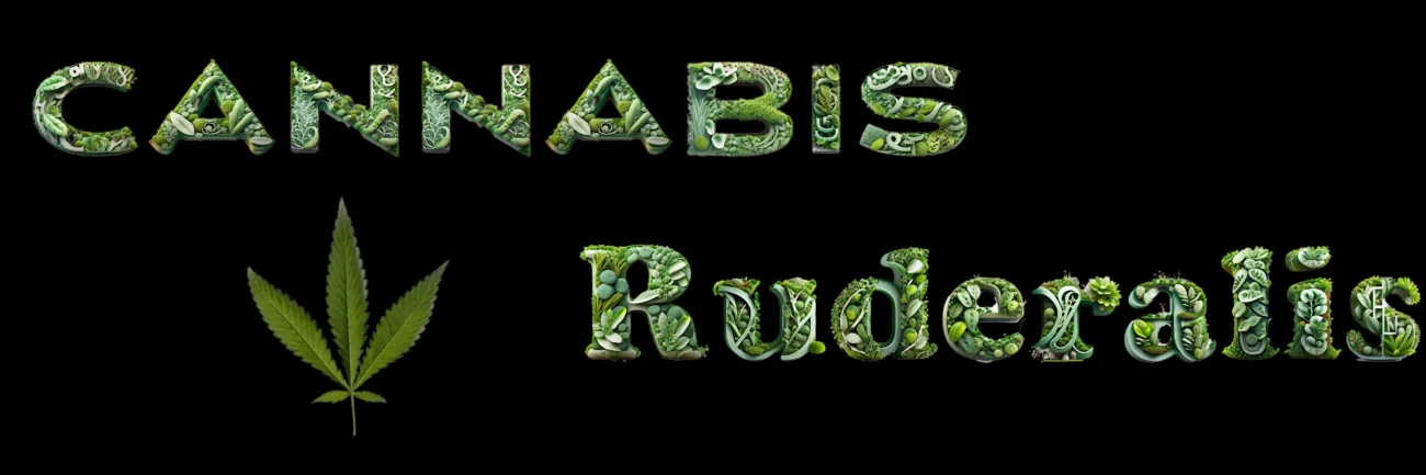 Ruderalis Cannabis Sorte