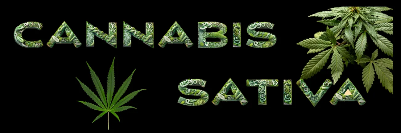 Cannabis Sorten - Sativa