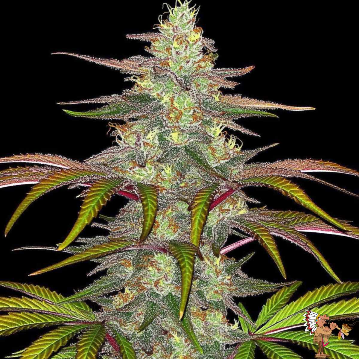 Jack Herer Cannabis Pflanze