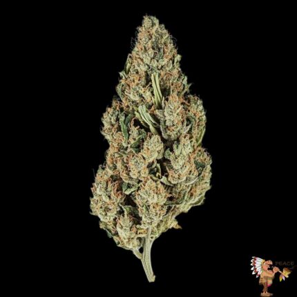 Jack Herer Cannabis Strain