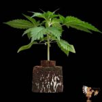 Jack Herer Sämlinge