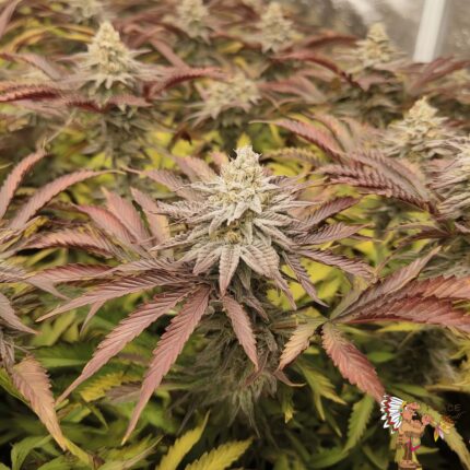 Wedding Cake Hanfstecklinge