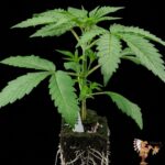 Gorilla Zkittlez Cannabis-Sämlinge