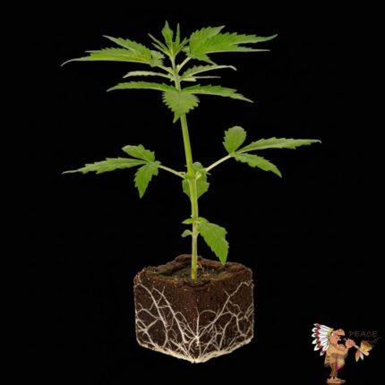 Gorilla Zkittlez Hanfsämlinge