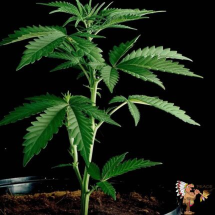 Guerilla Glue Hanfstecklinge