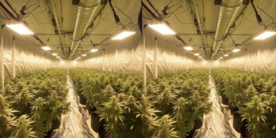 Belüftung beim Indoor Cannabisanbau