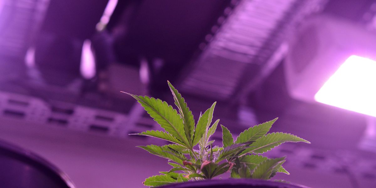 belueftung beim Indoor cannabisanbau 2 1