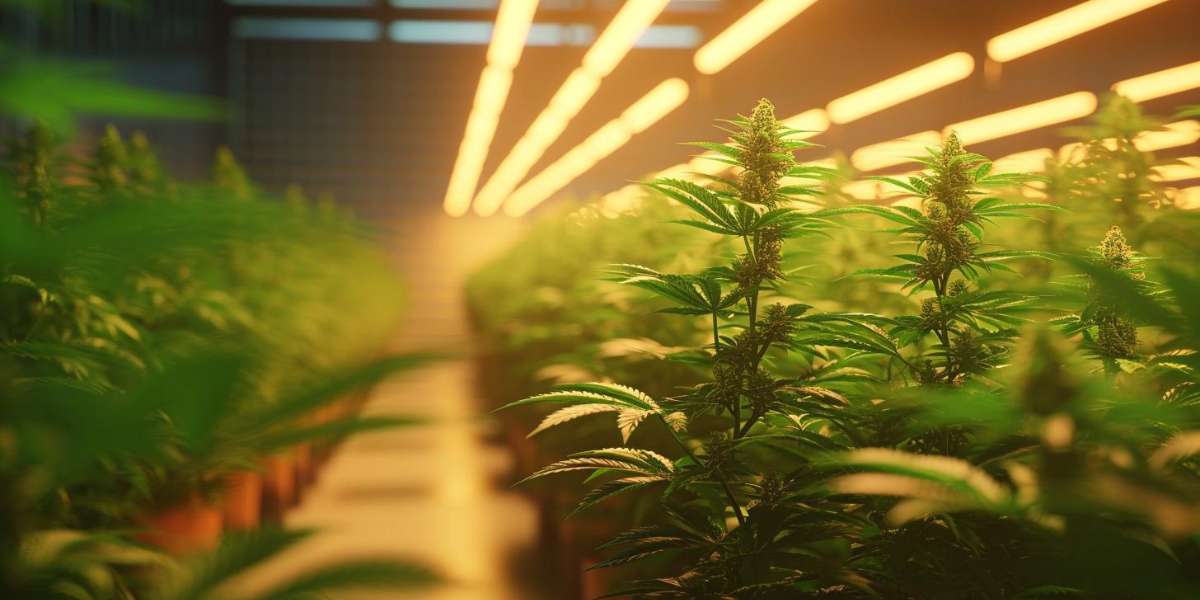 Belüftung beim Indoor Cannabisanbau