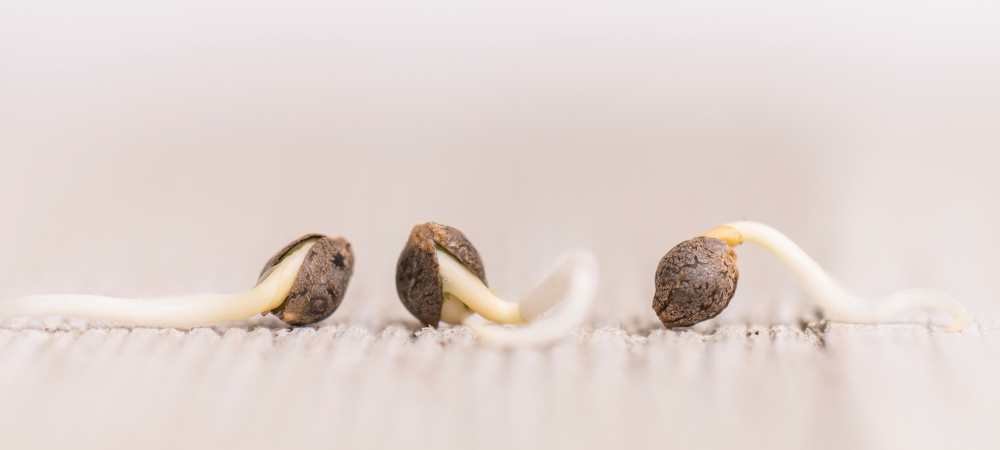 Cannabis Samen keimen lassen