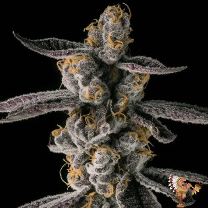 Apple Fritter Lumpys Cut - Hanfstecklinge