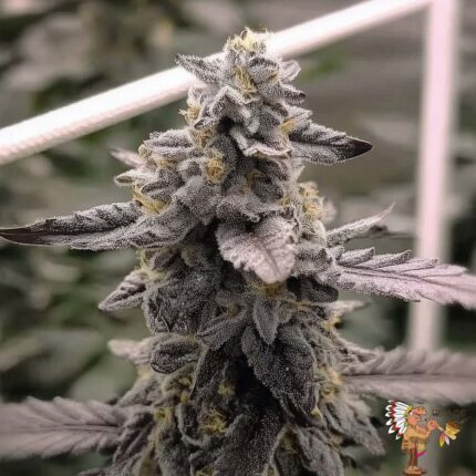 Permanent Marker Hanfstecklinge