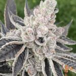 Animal Tsunami Strains – Jungle Boys Cut