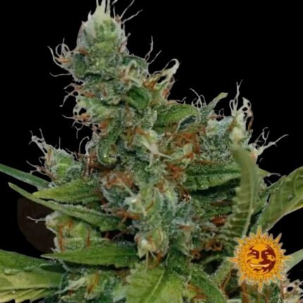 Barneys Farm Morning Glory Strains