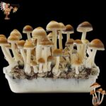 Cambodian Magic Mushroom